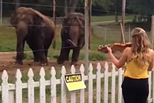 dancingelephant1_e