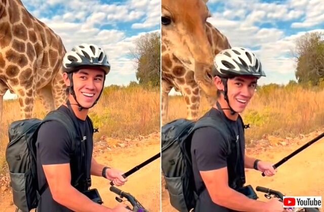 giraffe7_640