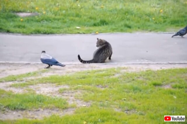 catnbird2_640