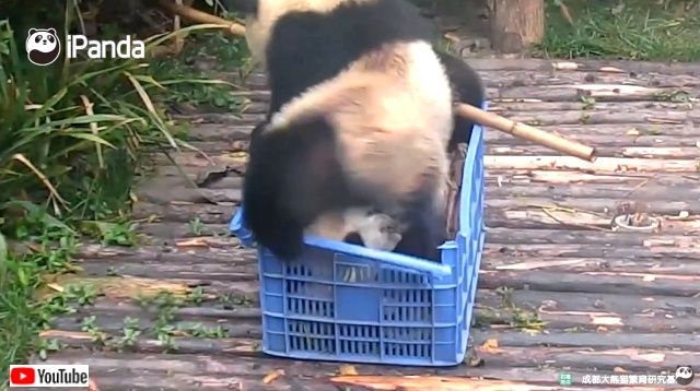 onebasket3_640
