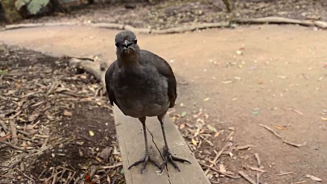 Lyrebird3