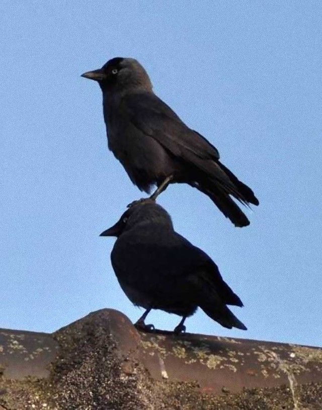 crowsnanimals11_e