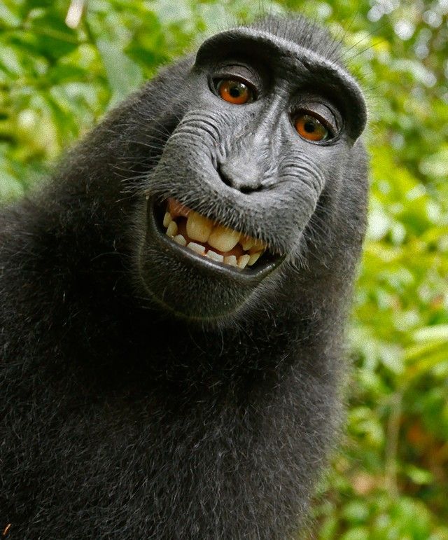 Macaques-monkey-self-portrait_e
