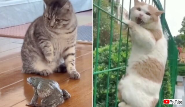まあ猫だからね、仕方ないよね！やらかしたり脱力させたりしまくりの猫たち総集編