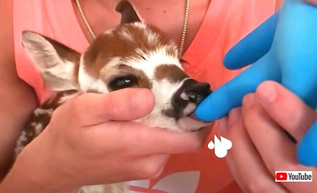 babydeer6_640