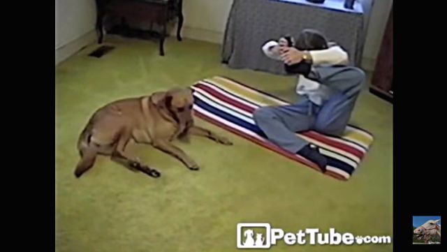 yogidog1