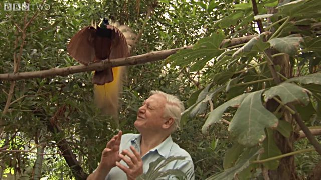 Attenborough2