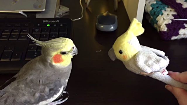 honkingalex1