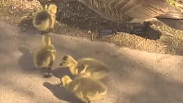 goslings3