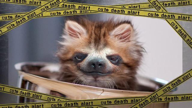 sloth-kitten1 [www-frame