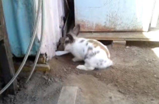 digging2_e