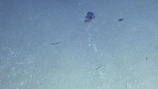 BobtailSquid5