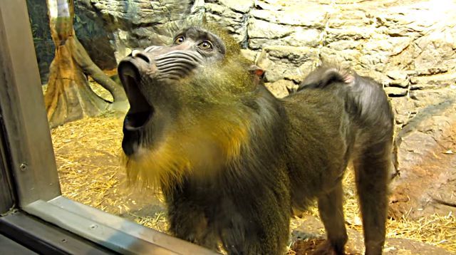 Mandrill6