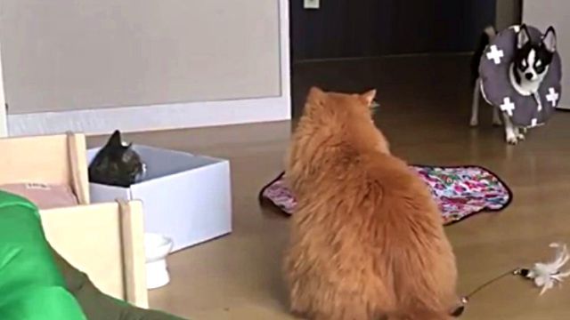 catsndog0