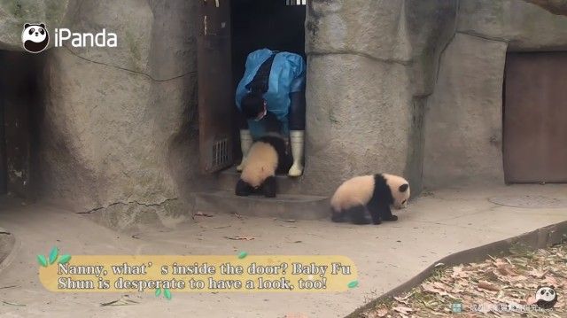 pandatop21_e