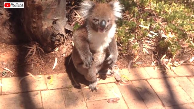 koalagetkicked4_640