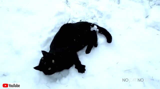 雪の中、猫も喜んで駆け回るよ！初めての真っ白な世界にびっくり戸惑うにゃんこたち