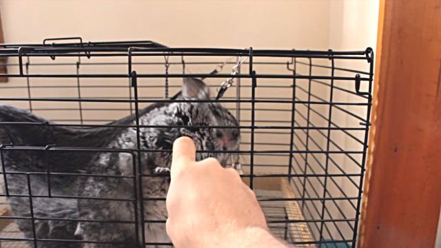 Chinchilla8
