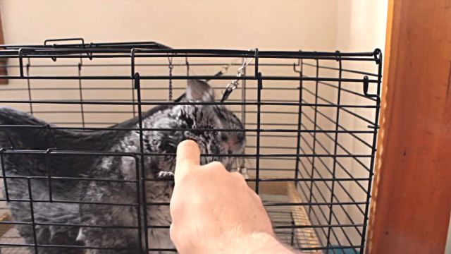 Chinchilla8