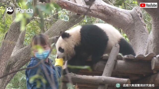 panda3_640