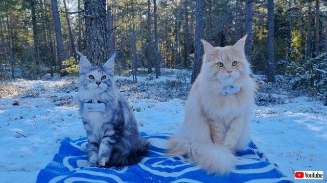 20230207_024547 (4)_batch