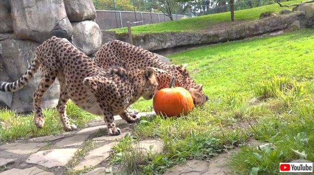 dovourpumpkins2_640