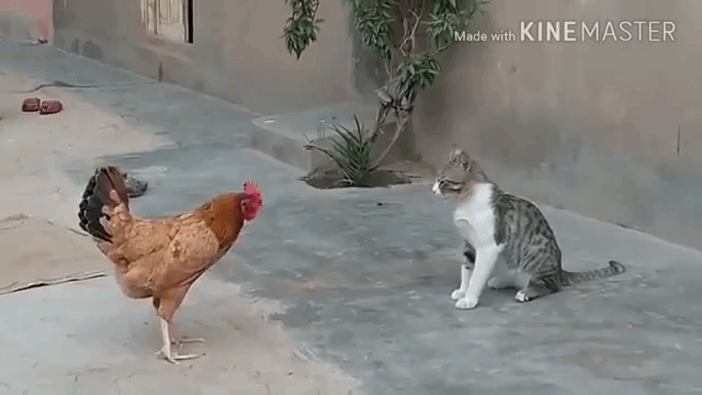 何だよ 来るなよ 何がしたいんだよ 猫とニワトリの仁義なき戦いは続く マランダー 何だよ 来るなよ 何がしたいんだよ 猫とニワトリの仁義なき戦いは続く マランダー