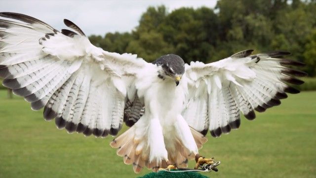 slowmobirds7_e