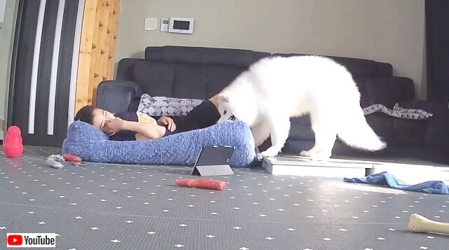 dognhisbed5_640