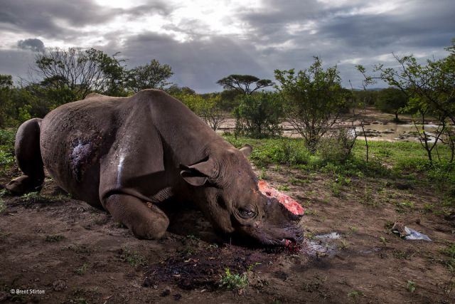 wildlife-photographer-of-the-year-66-5