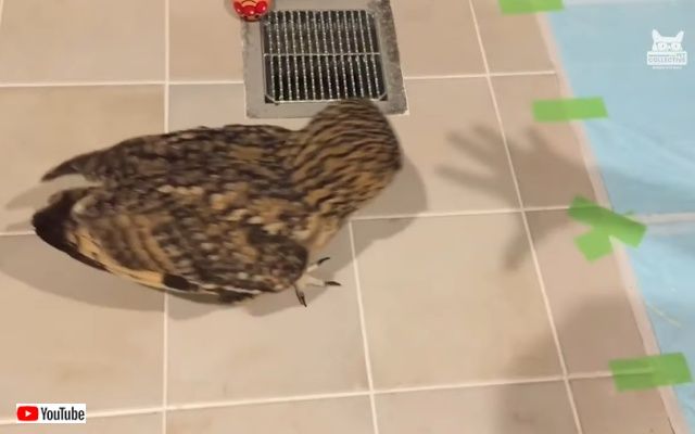 bestpet_may2019_3_batch