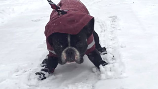 bulldoghatesnow4