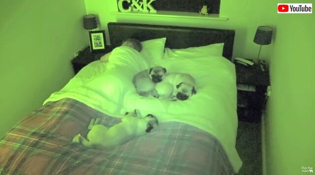pugs4_640