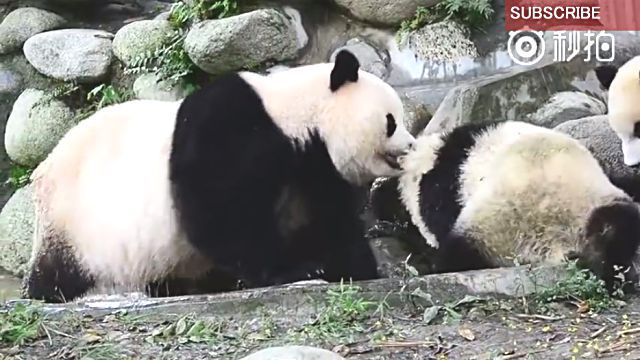 furopanda4