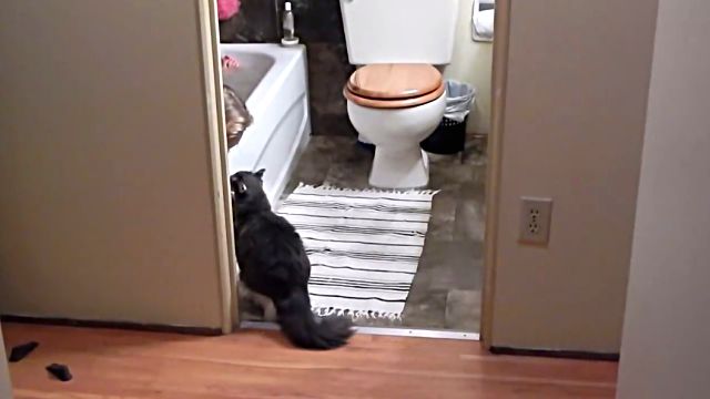 kittynbath1
