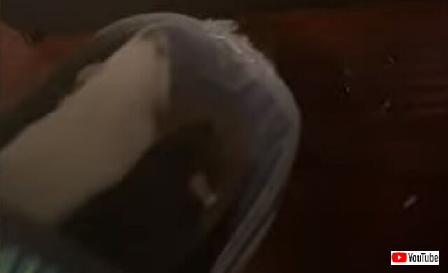 rats3_640