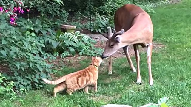 deercat2