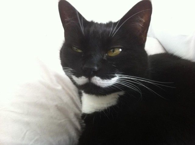 mustaches16_e