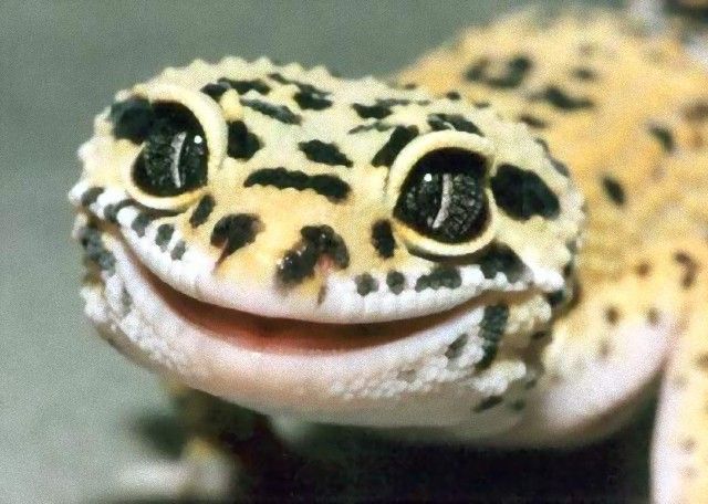 pNcib_e