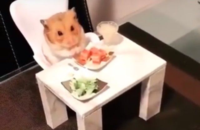 hamstersdate2_e