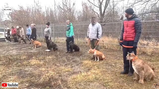dogschoolmessi2_640