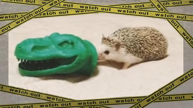 hedgehog-f [www-frame