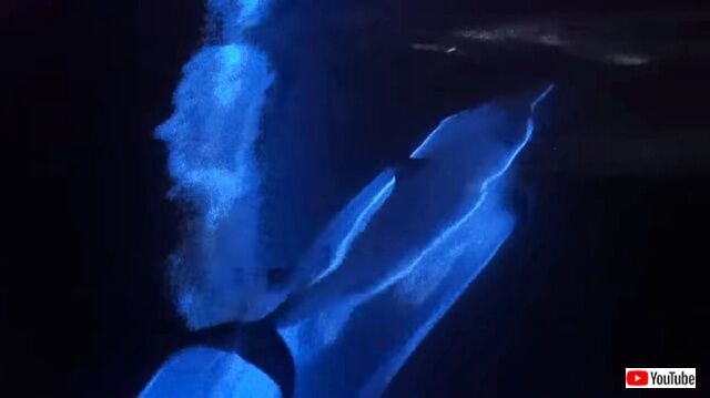 dolphins1_640