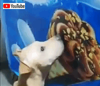 lickingicecream