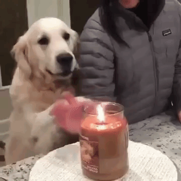 protectivedog