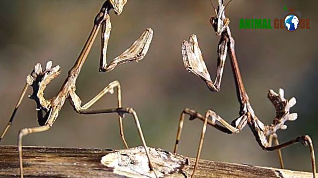 prayingmantis9