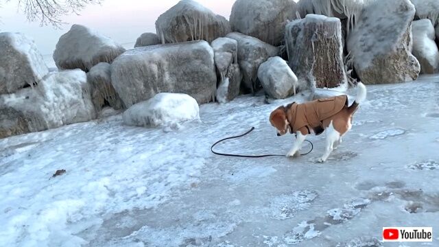 beagleiceskating1_640