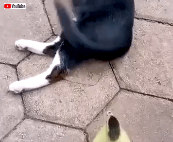 bestpets201912_7
