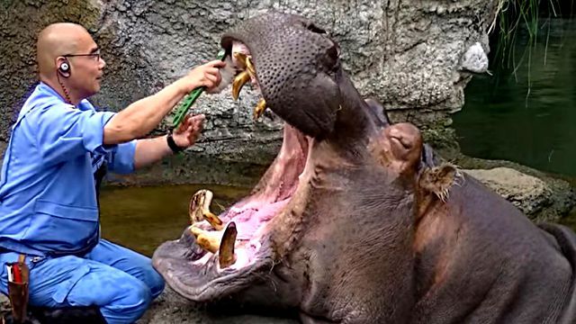 hippo3
