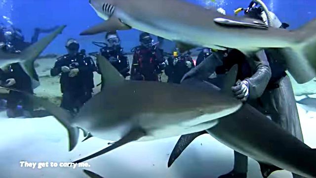 dolphinshark7